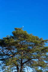 Kiefer mit Mond und blauen Himmel im Hintergrund