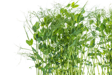 young pea plants on white background