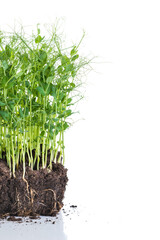 Pea micro greens sprouts, young pea shoots isolated on white