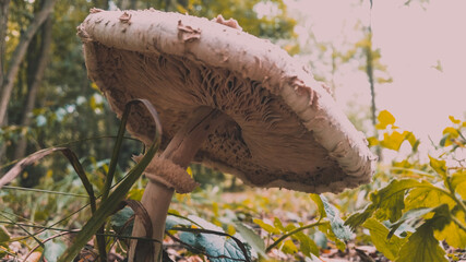 Macrolepiota procera mushrooms. huge vegan plant in the forest. the snake's hat. sponge snake