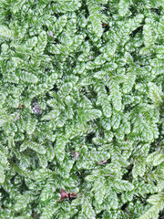 Hypnum cupressiforme, known as the cypress-leaved plaitmoss or hypnum moss