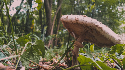 Macrolepiota procera mushrooms. huge vegan plant in the forest. the snake's hat. sponge snake
