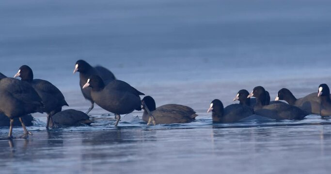 The Eurasian coot on a frozen lake, Soderica, Croatia