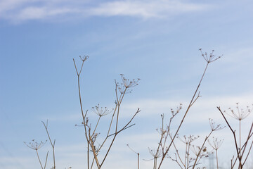 Fototapeta premium Mediterranean weeds against the background of the sky