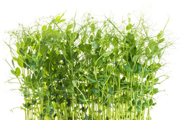 young pea plants on white background