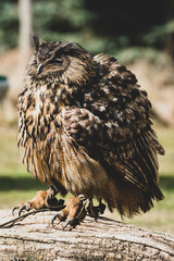 Uhu Portrait