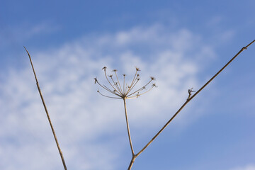 Mediterranean weeds against the background of the sky