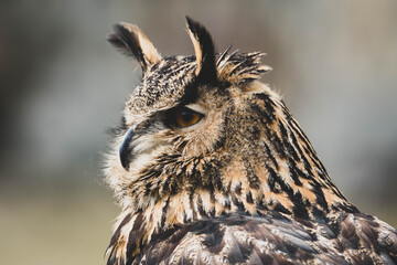 Uhu Portrait