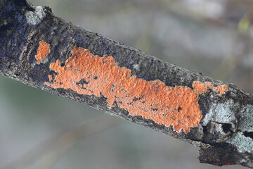 Peniophora laurentii, a crust fungus from Finland with no common English name