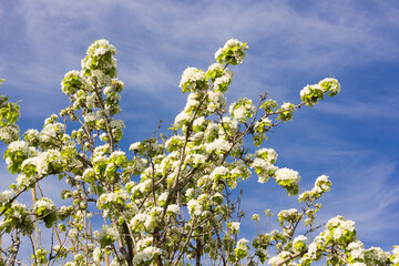 Mediterranean spring white flowers