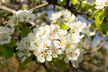 Mediterranean spring white flowers