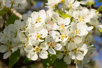 Mediterranean spring white flowers