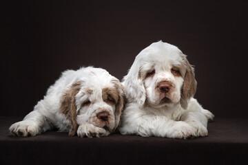 two puppies on brown background. dog clumber spaniel indoors
