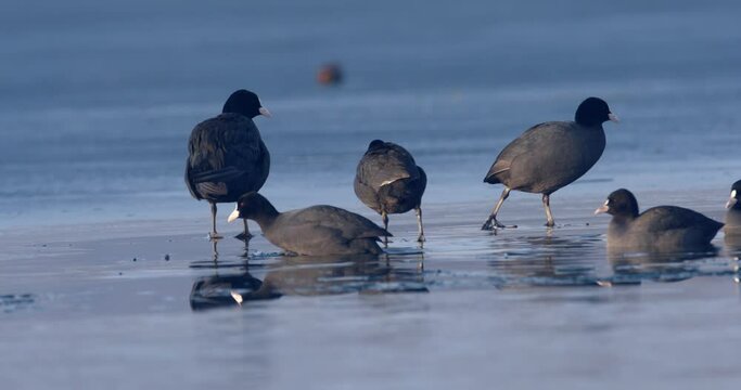 The Eurasian coot on a frozen lake, Soderica, Croatia
