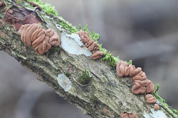 Encoelia furfuracea, known as spring hazelcup, wild fungus from Finland