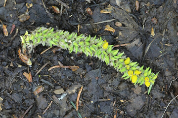 Taphrina johansonii, known as the aspen tongue, wild fungus from Finland