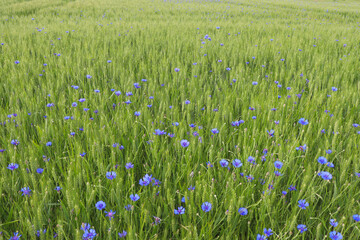 Blue flowers growing in a crop of wheat in a farmer's field in rural Germany.