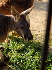 Kangaroo
