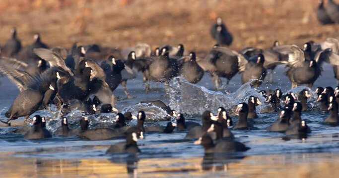 The Eurasian coot on a frozen lake, Soderica, Croatia
