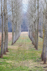 Early spring in the bare forest. Crocus flowers, hellebore among the leaves.