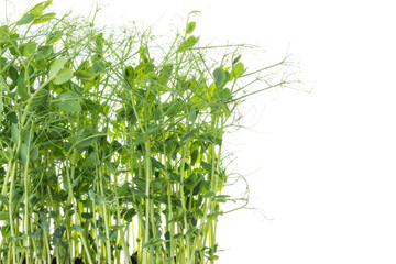 young pea plants on white background