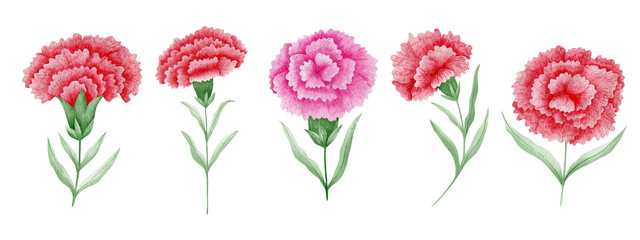 Set of watercolor carnations isolated on white background.