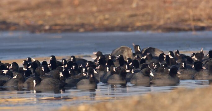 The Eurasian coot on a frozen lake, Soderica, Croatia
