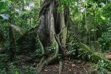 Roots Old Ceiba Tree in Costa Rica Rainforest