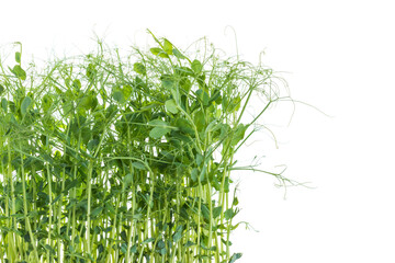 young pea plants on white background