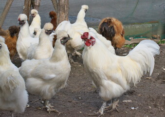 烏骨鶏の雄と雌