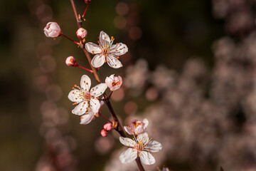 Beautiful apricot tree flowers in spring. Good as a background