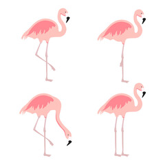 Cartoon pink flamingo vector set. Cute flamingos collection. Flamingo animal exotic, nature wild fauna illustration