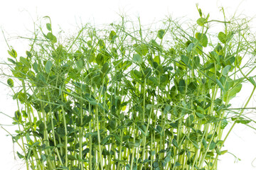 Fototapeta premium young pea plants on white background