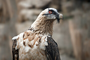 Portrait view of a Bearded vulture (Gypaetus barbatus)