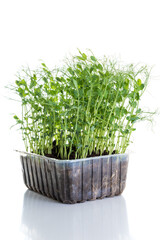 young pea plants in plastic container