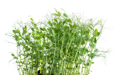 young pea plants on white background