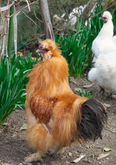 平飼いのウコッケイ