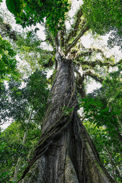 View looking up at Twisted Old Ceiba Tree in Costa Rica Rainforest