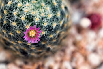 Cactus is a beautiful plant with many colorful flowers.