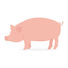 Farm animal pig