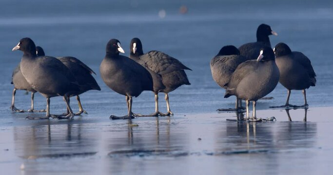 The Eurasian coot on a frozen lake, Soderica, Croatia