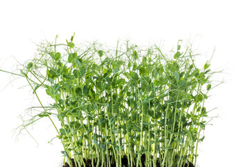 Fototapeta na wymiar young pea plants on white background