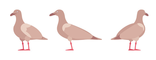 Brown gulls, seagulls wildlife seabirds and marine set. Wildlife study, ornithology and birdwatching concept. Vector flat style cartoon illustration isolated on white background, different views