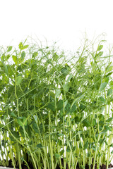 young pea plants on white background