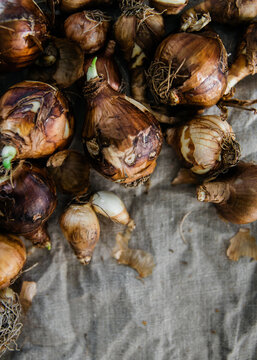 Many spring flowering bulbs on cloth ready tp be planted