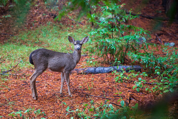 Deer in the forest