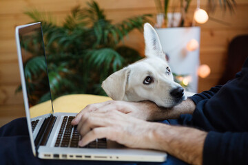 Dog Seeking Attention While his Owner is Working on his Laptop