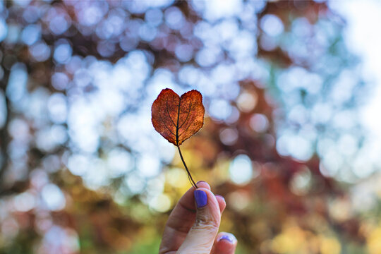 Heart shaped leaf