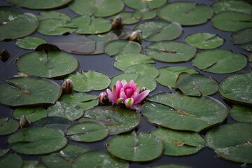 pink water lily