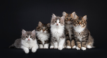 Fototapeta na wymiar Group of five Siberian cat kittens in a variaty of colors, laying and sitting on a row from small to big. Looking towards camera. Isolated on a black background.